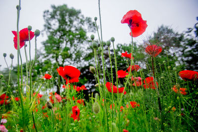 Close-up of red poppy flowers against sky