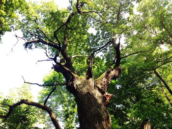 Low angle view of trees