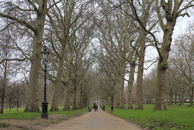 Footpath amidst trees in park