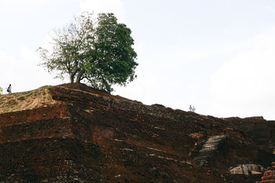 Tree on mountain against sky