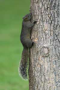 Close-up of squirrel on tree trunk