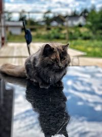 Cat sitting outdoors