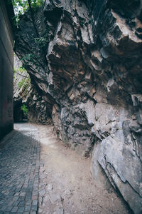 Tree growing by wall of building