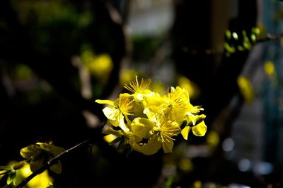 Close-up of yellow flower