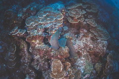 Close-up of fish underwater