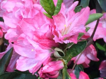 Close-up of pink flowers