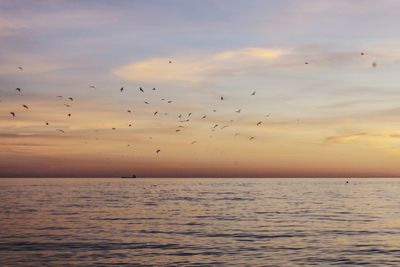 Flock of birds flying over sea