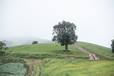 Tree on field against clear sky