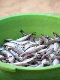 High angle view of fish for sale