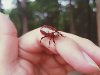 Close-up of insect on hand