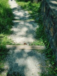 High angle view of plants by trees