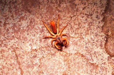 High angle view of spider