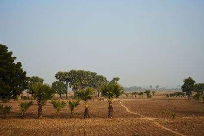 Trees on field against clear sky
