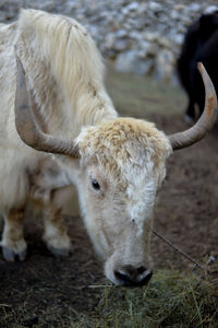 Sheep standing in a field