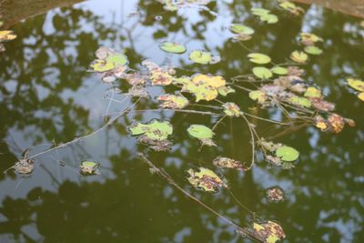 Close-up of plant with water drops