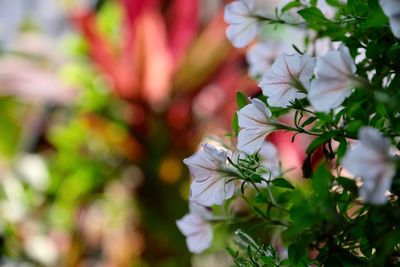 Close-up of white flowering plant