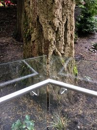 Close-up of tree trunk in forest