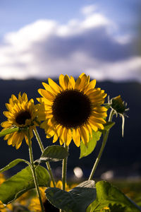Close-up of yellow sunflower against sky