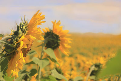 Close-up of fresh sunflower field against sky during sunset