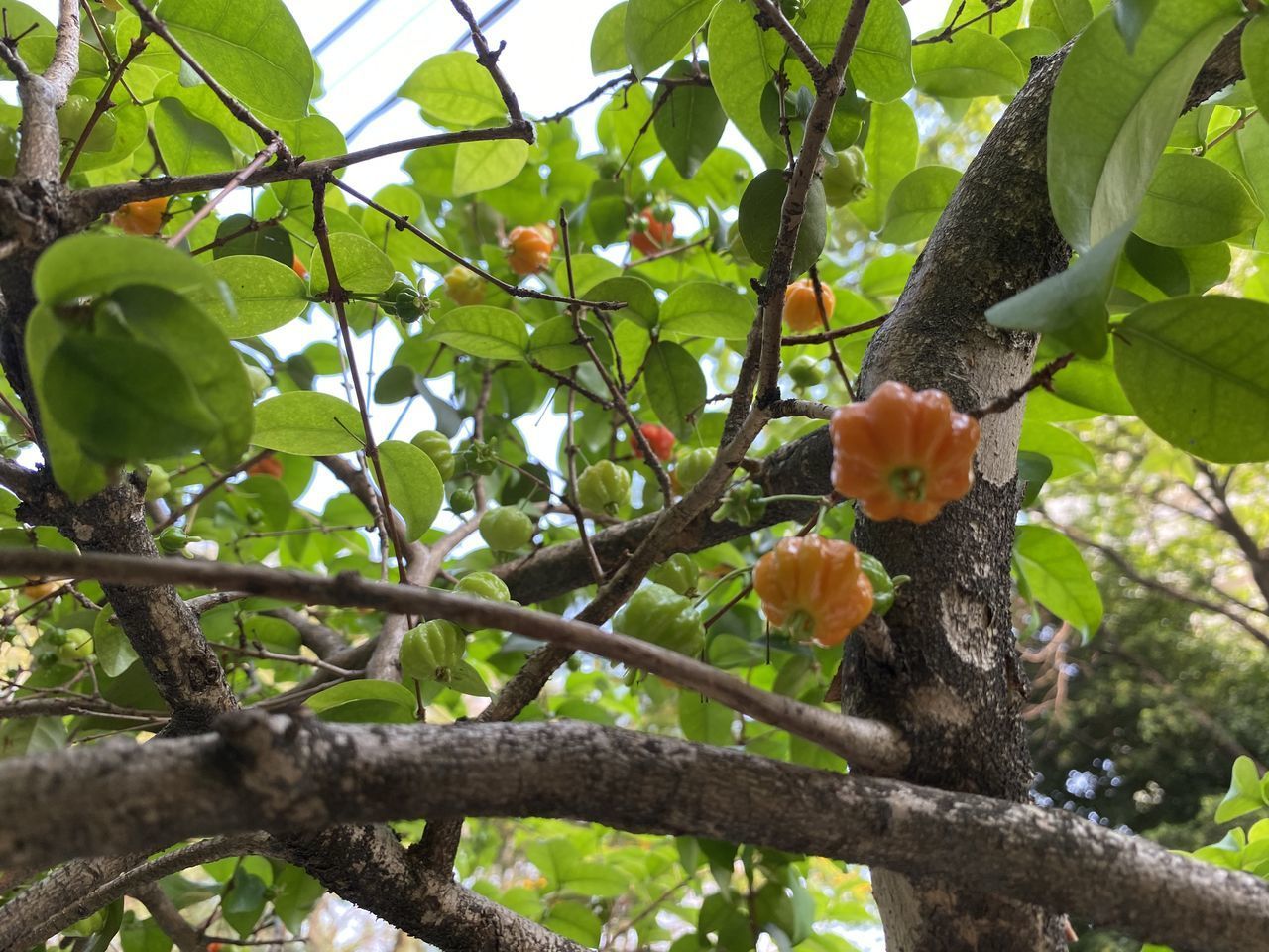 LOW ANGLE VIEW OF FLOWERING PLANT AGAINST TREE