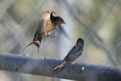 Low angle view of birds perching