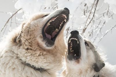 Close-up of dogs with open mouth during winter