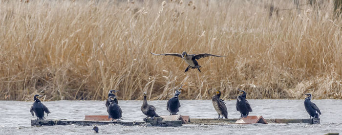 Birds at lake