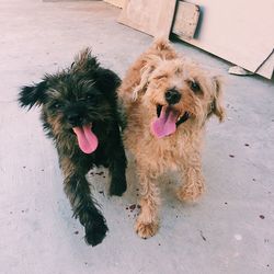 Close-up of dog sticking out tongue