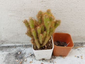 High angle view of potted plant against wall