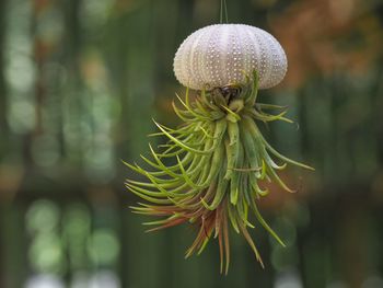 Close-up of flowering plant