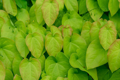 Full frame shot of green leaves