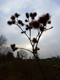 Close-up of tree against sky