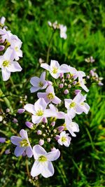 Close-up of purple white flowers