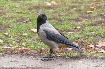 Close-up of bird perching on a field