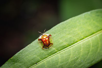 Close-up of insect on leaf