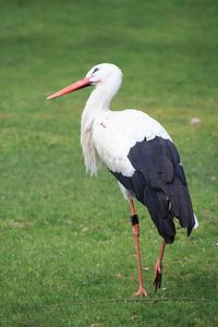 Stork on a field