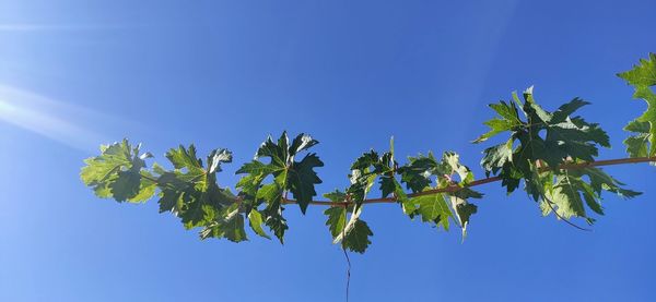 Low angle view of leaves against blue sky