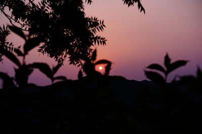 Close-up of silhouette tree against sky at sunset