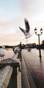 Seagull flying over the sea against sky