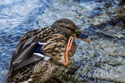 Close-up of a duck