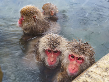 High angle view of monkeys in lake