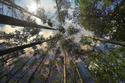 Low angle view of trees against sky