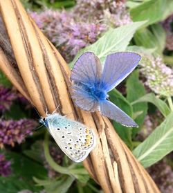 Close-up of butterfly on flower