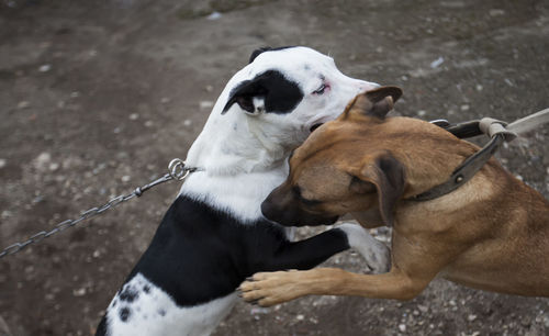 Close-up of two dogs playing