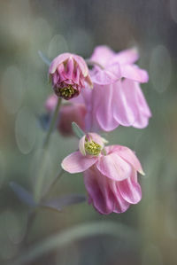 Close-up of pink flower