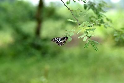 Close-up of butterfly pollinating on leaf