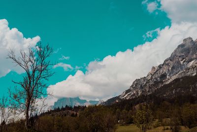 Low angle view of trees on mountain against sky