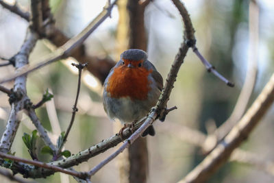 Close-up of bird perching on branch