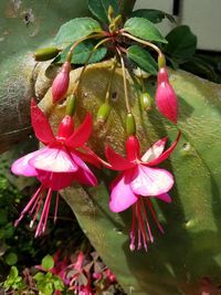 Close-up of wet pink flowers blooming outdoors