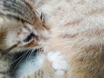 Close-up of cat feeding